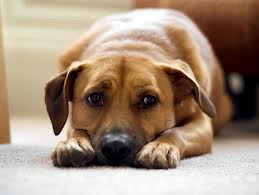 My atlanta Dog training Program will help make your dog a calm, adjusted, member of your family