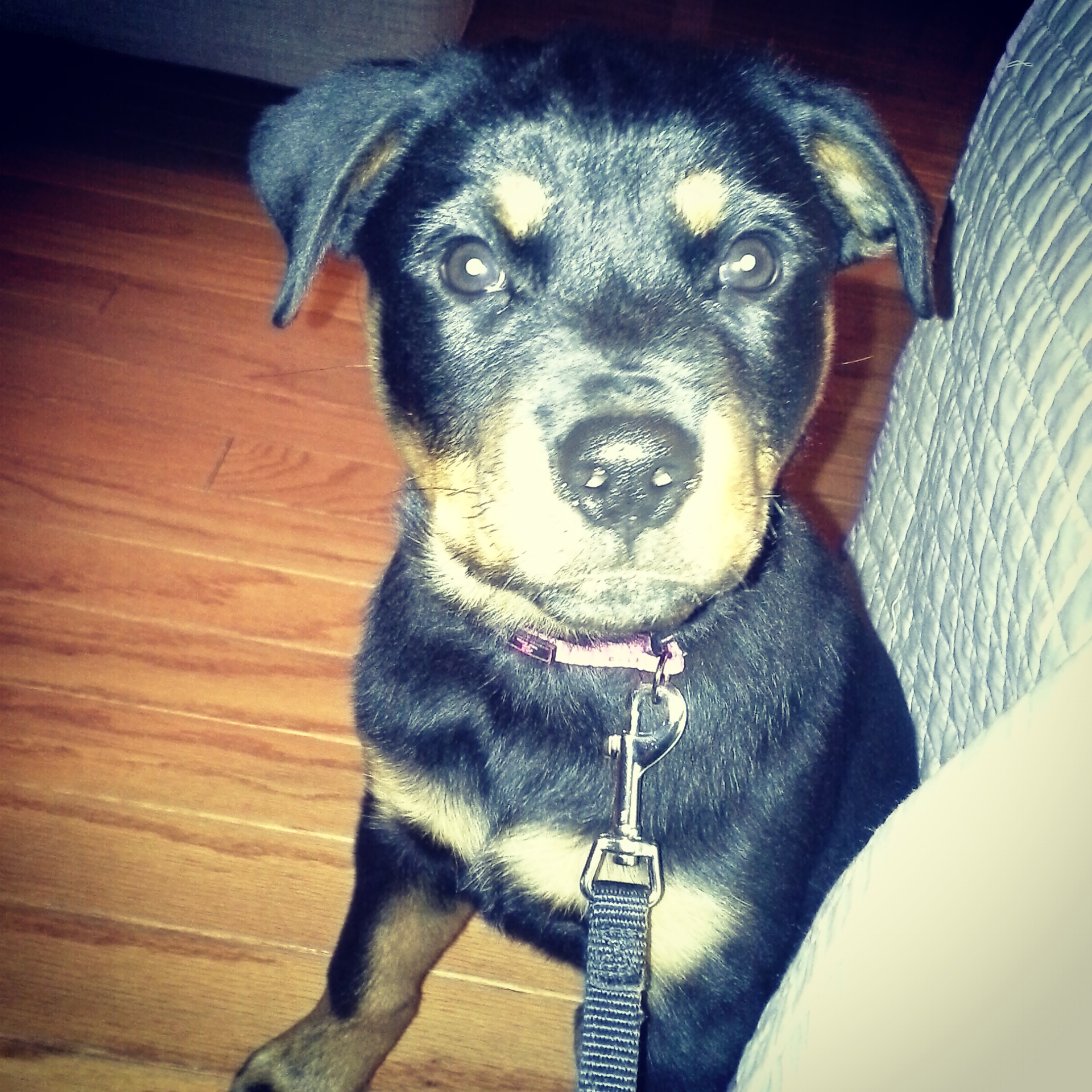 puppy training in atlanta