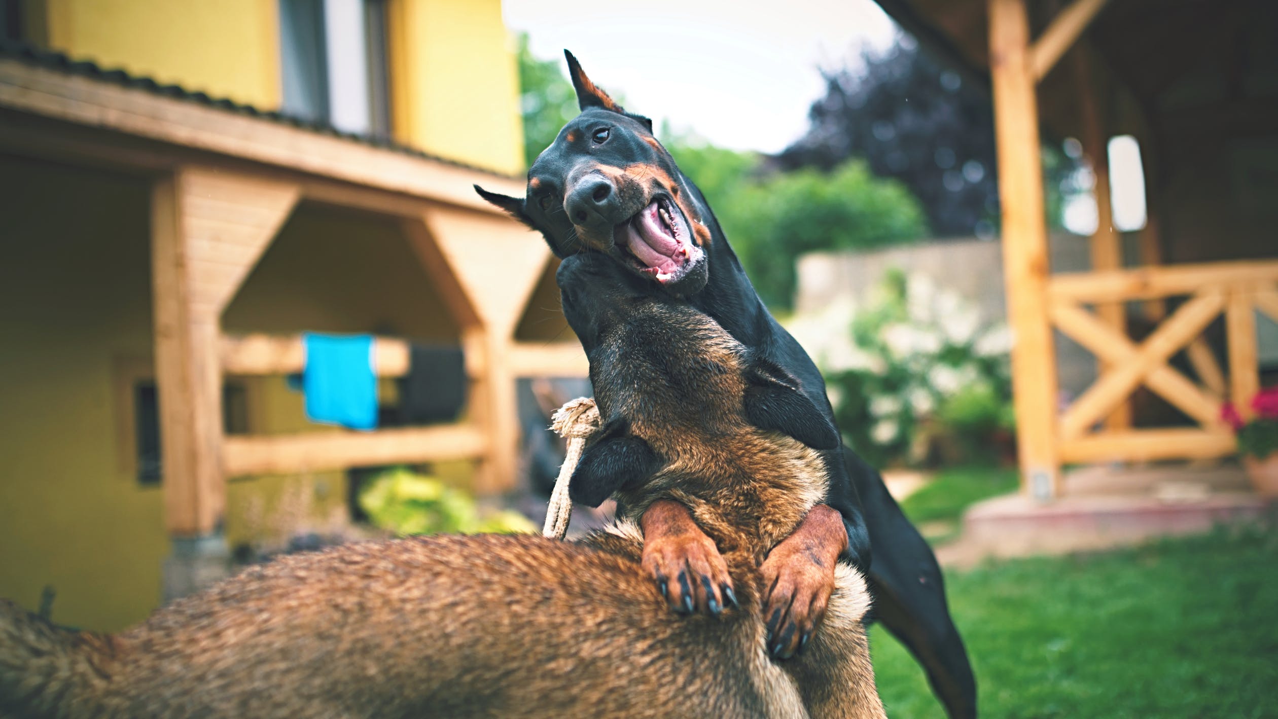 aggressive dog training atlanta