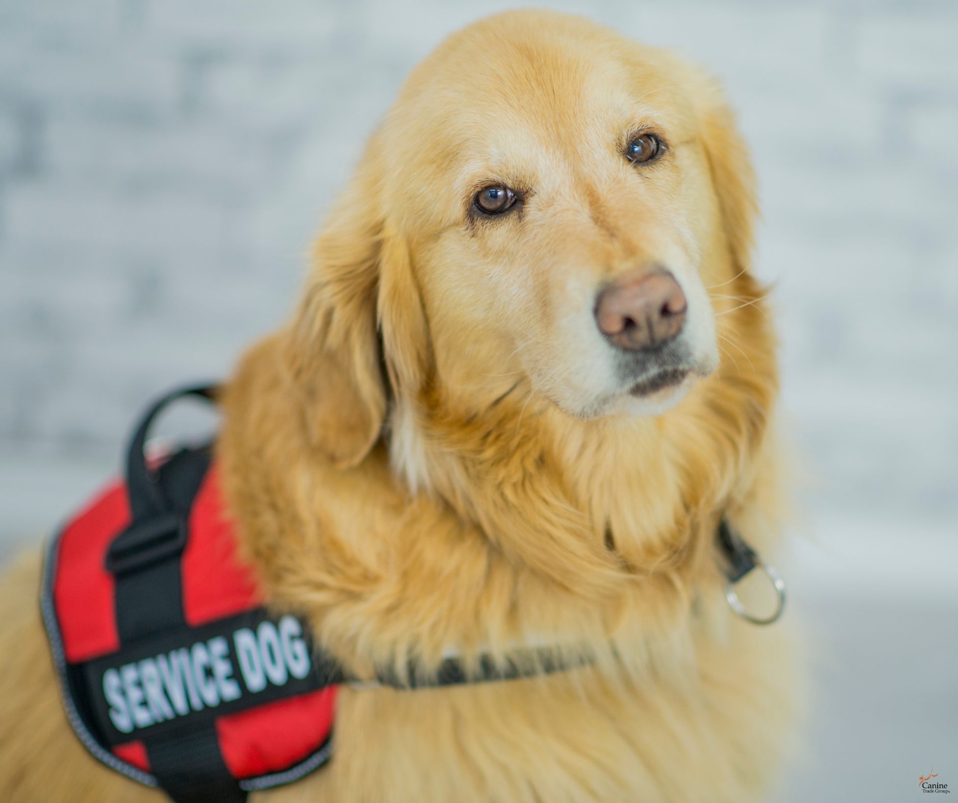 service dog training 