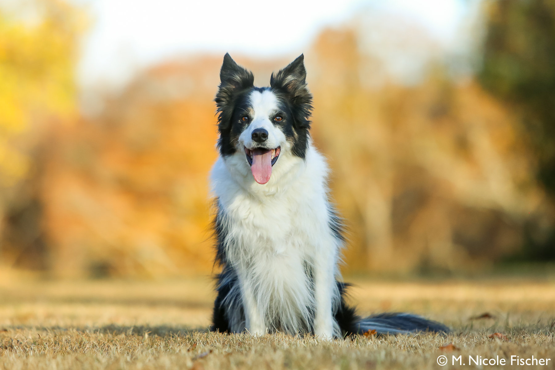 dog training hilton head sc
