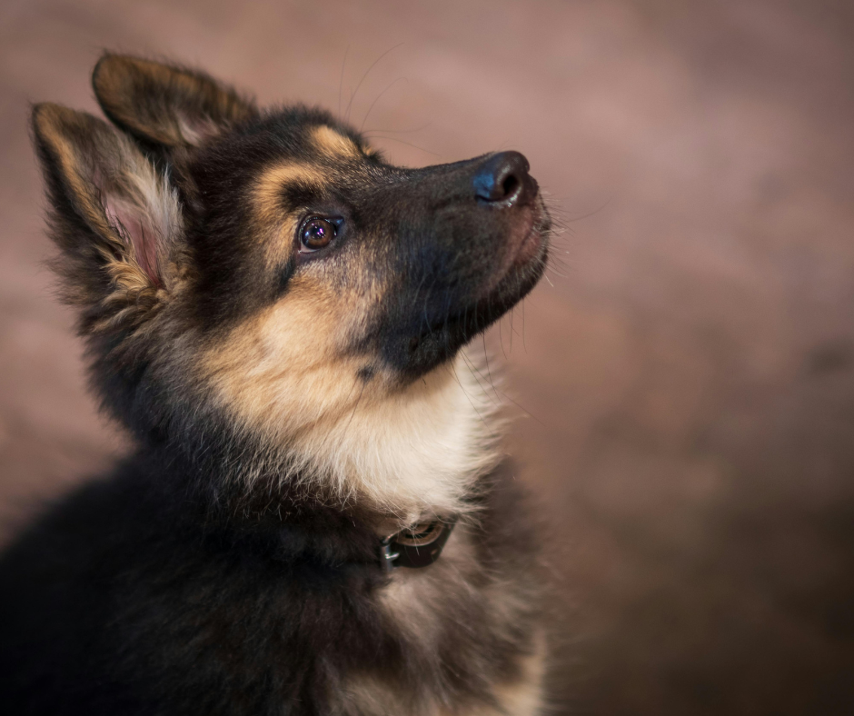 puppy training savannah