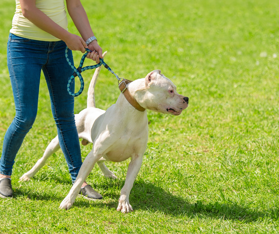 aggressive dog training savannah