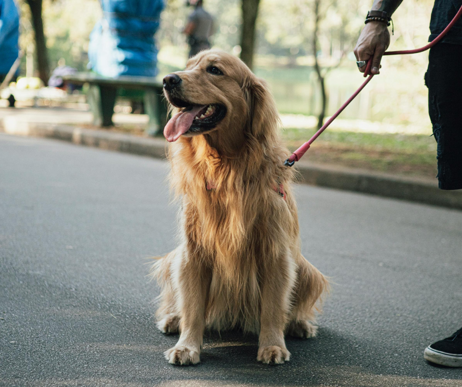 dog obedience training savannah