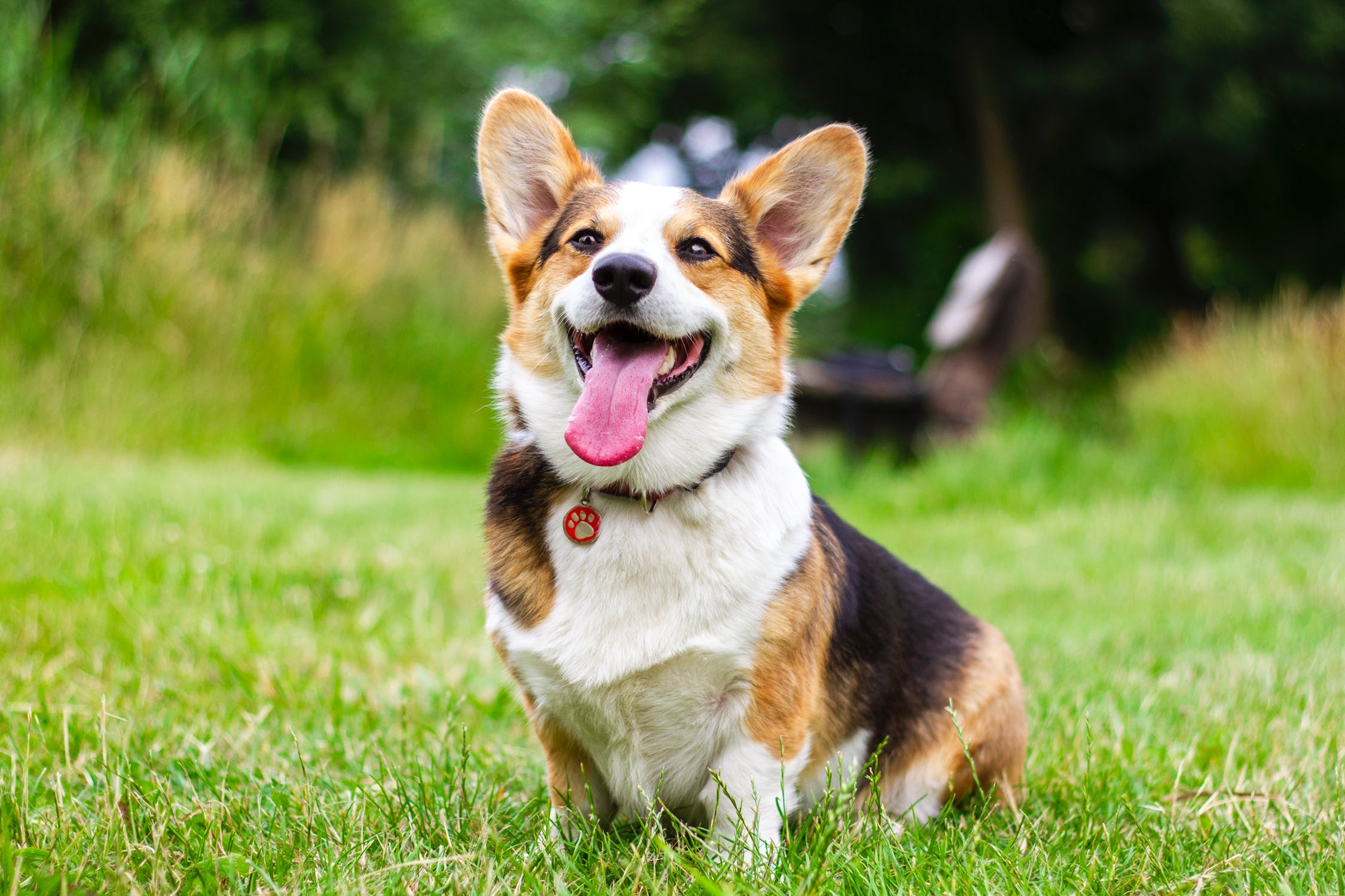 in-home dog training savannah