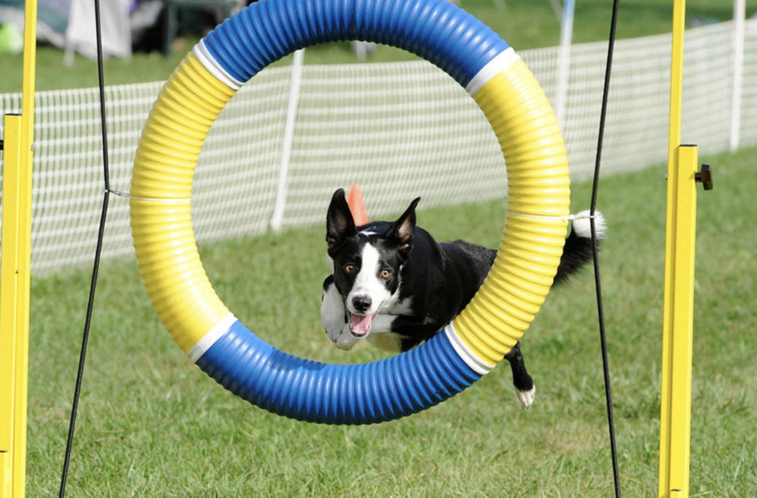 dog agility training in savannah border collie jumps through tire
