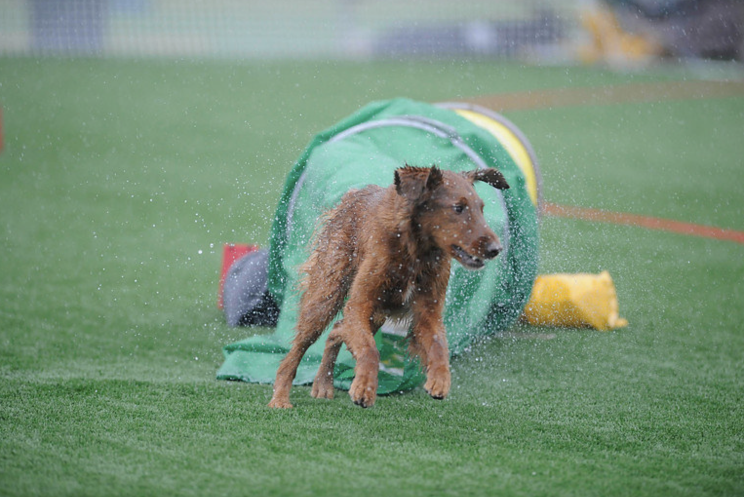 dog agility training savannah golden retriever going through chute in rain