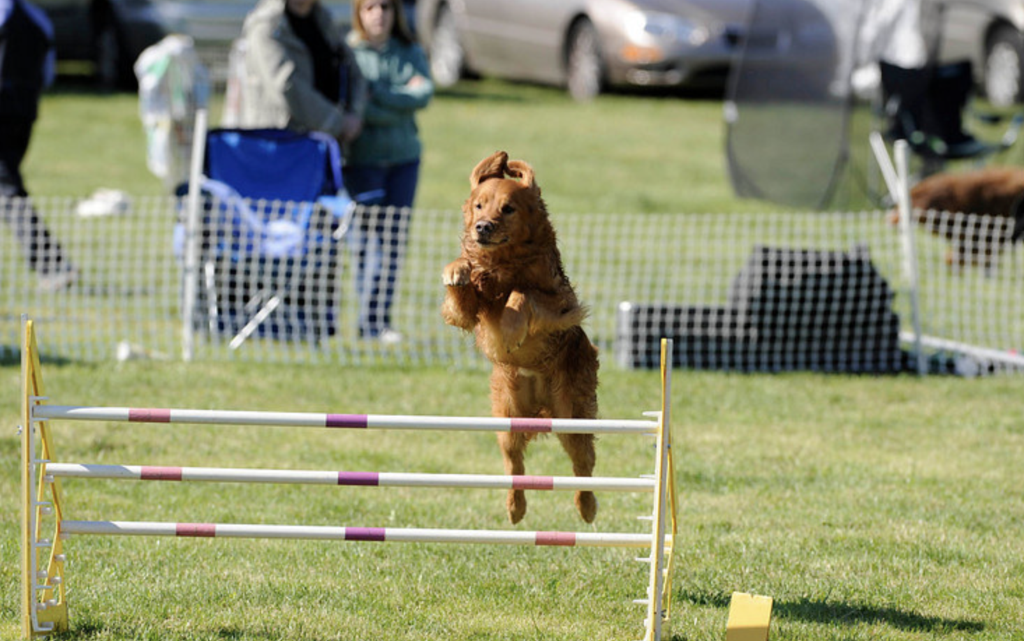 dog agility training golden retriever jumping