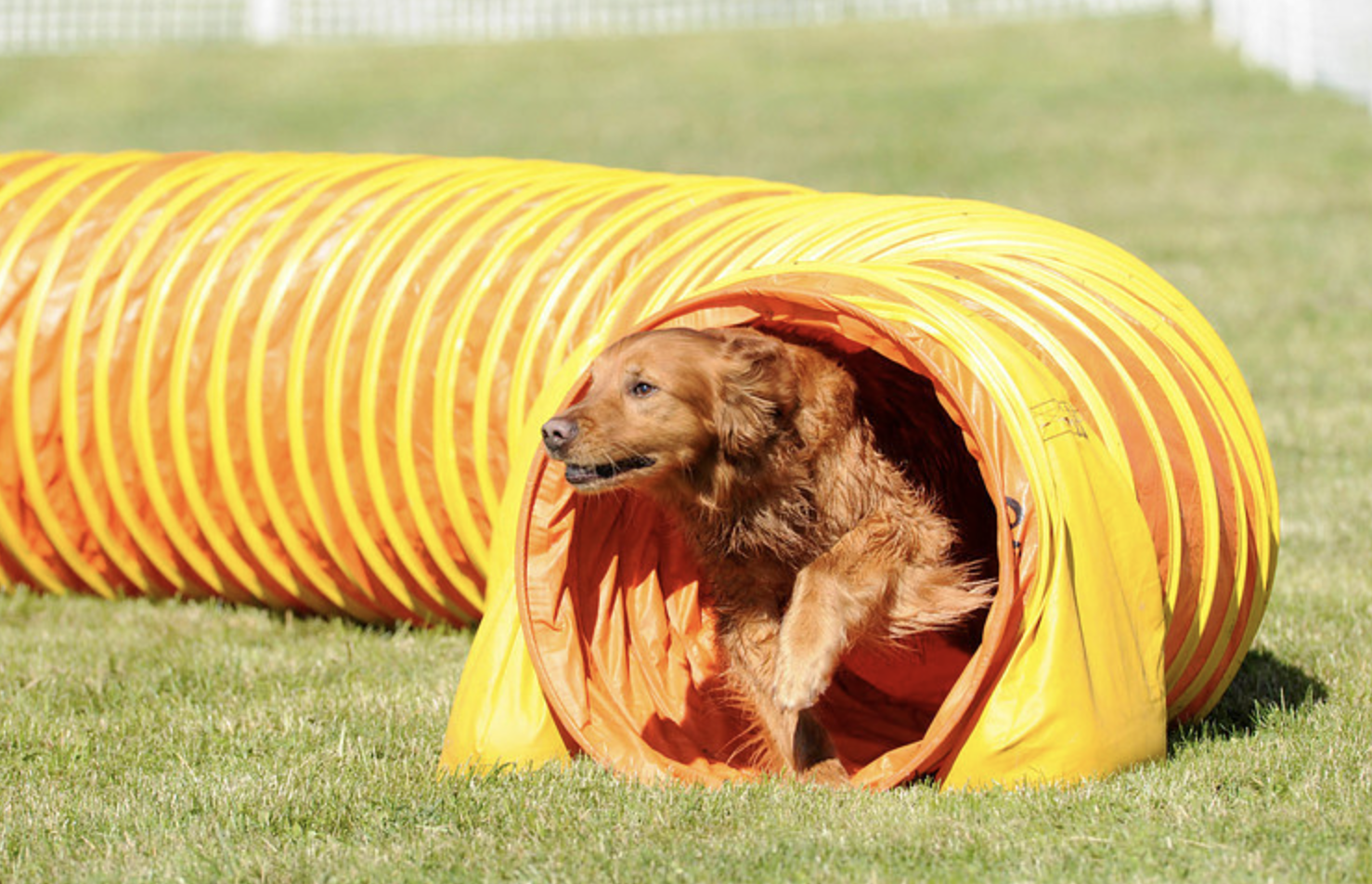 dog agility training golden retriever in tunnel