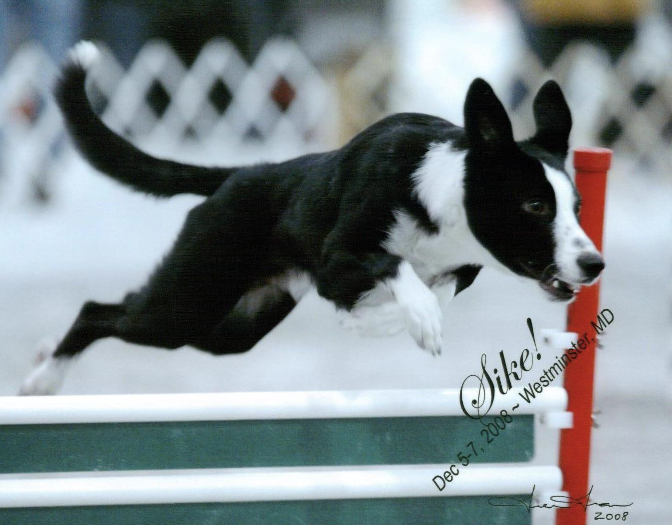 dog agility training savannah border collie jumping