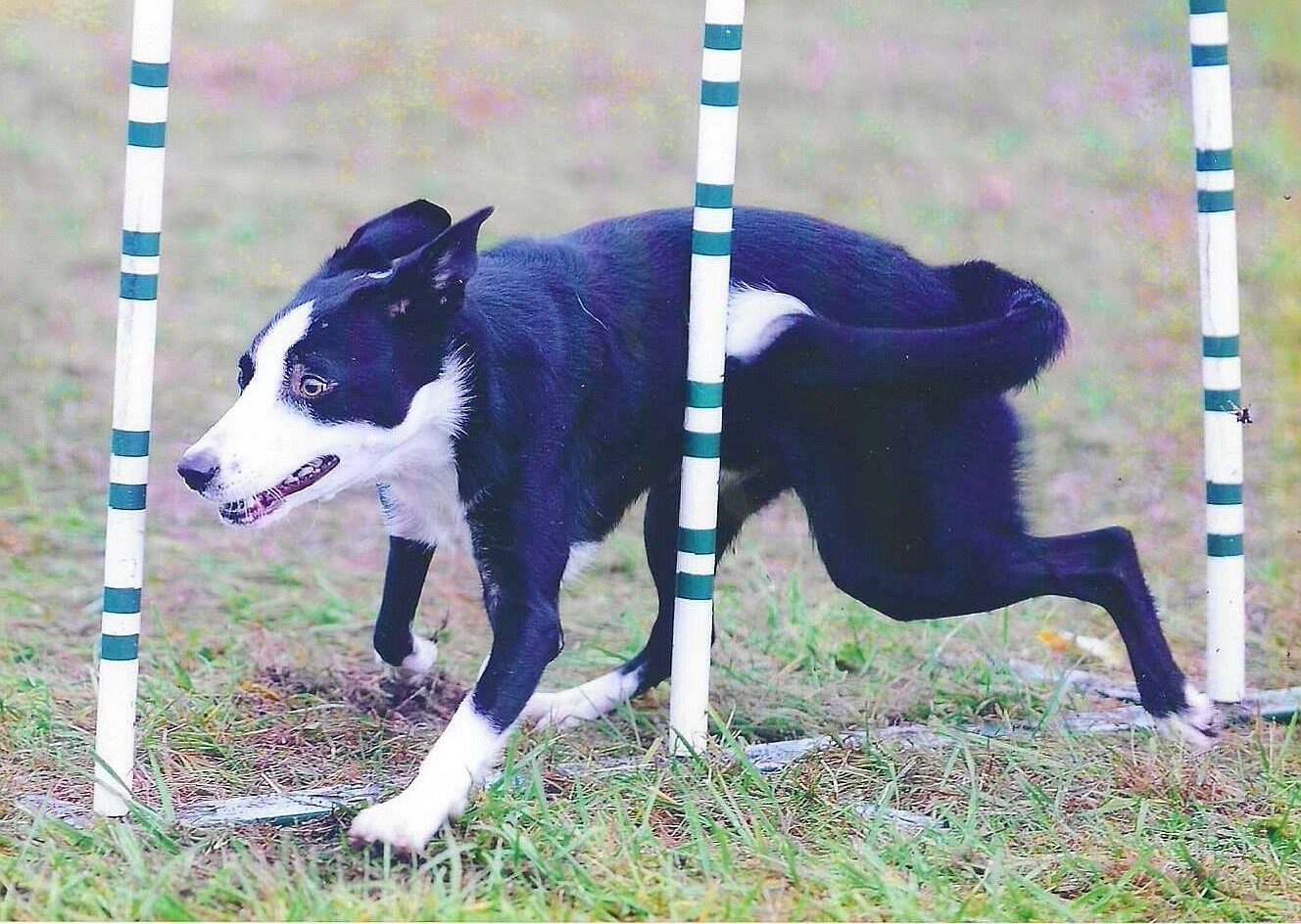 dog agility training savannah border collie weaving through poles